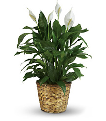 T105-3A Simply Elegant Spathiphyllum - Large